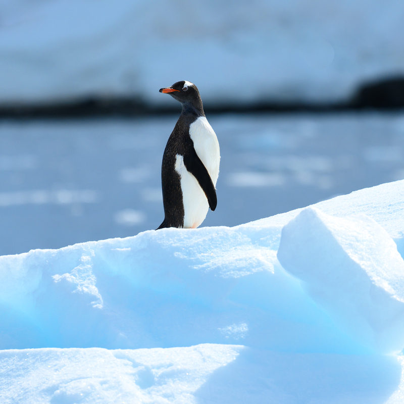 En kort historie om Antarktis